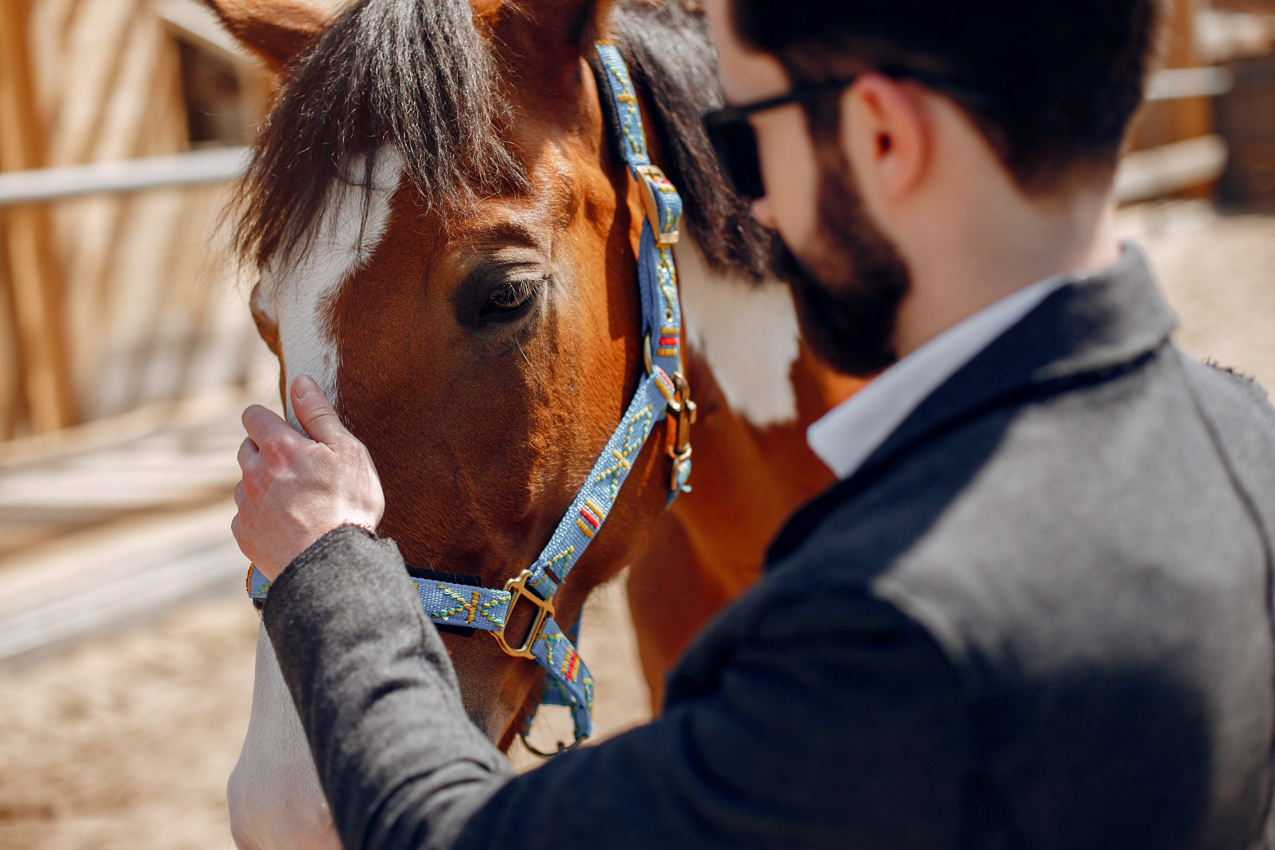 Abogado acariciando a un caballo con cabezada azul